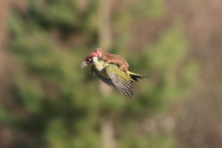 becausebirds:Baby weasel riding a woodpecker. Don’t worry the woodpecker was okay.  source