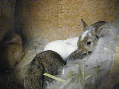 fortunas-sands:  Baby bunny photos from the Georgia House Rabbit Society! 