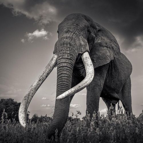 Only a few of these Big Tuskers are left in Africa! #SaveTheElephants * #MondayMotivation shout out 