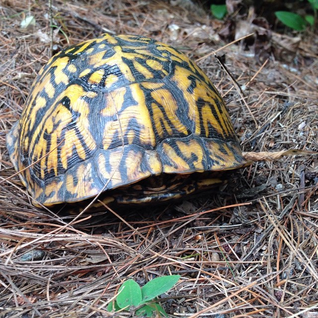 neaq:Eastern box turtle hiding out. Learn more about this species during our Live