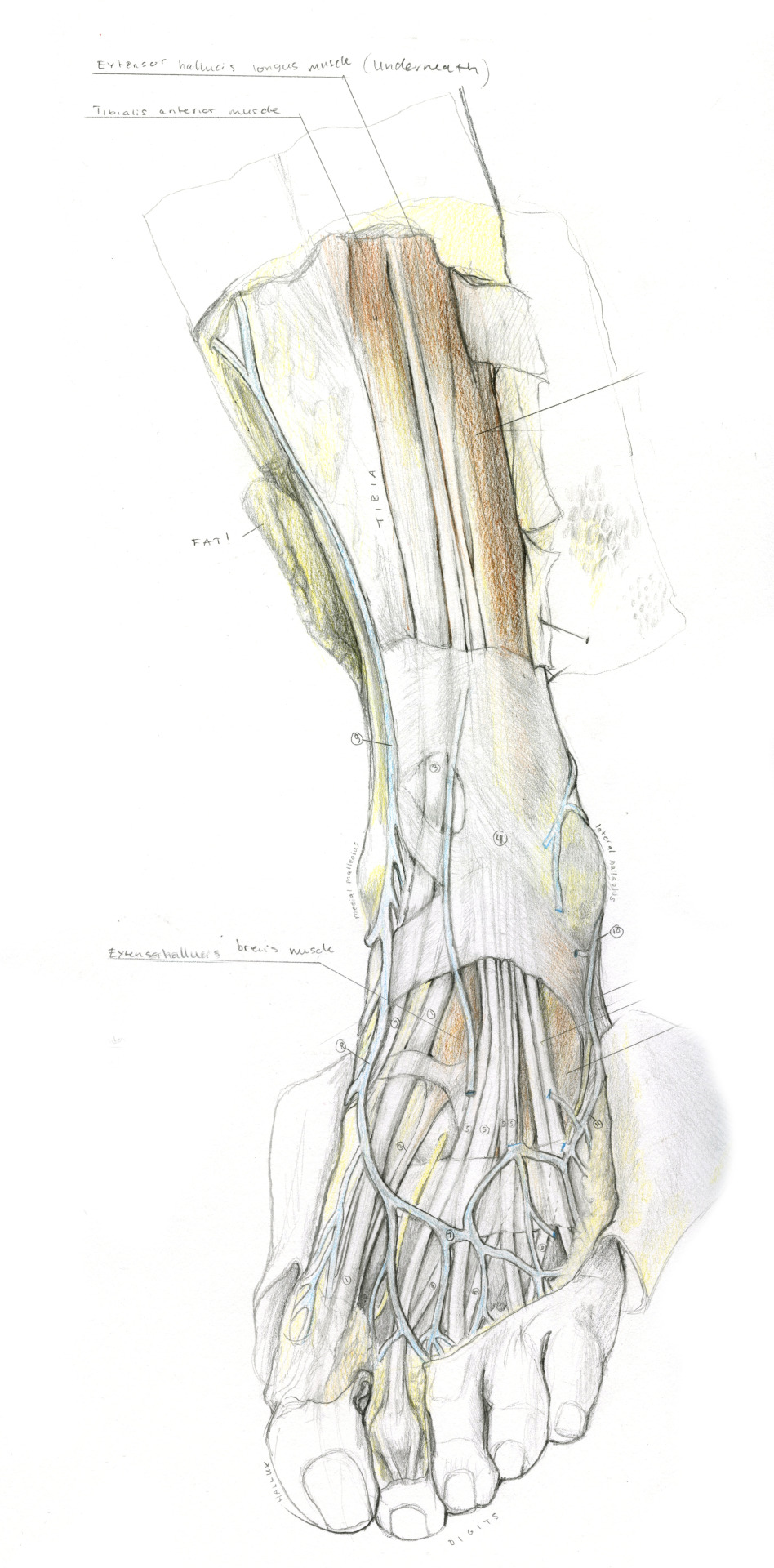 Further Registrations From My Foot/ankle Dissection!Skye Young 2016