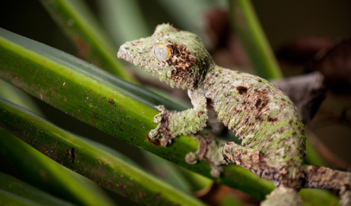 nature-and-biodiversity: Leaf-Tailed GeckosUroplatus