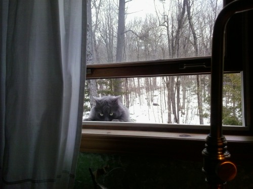 biologizeable:Guess who was too chubs to get back in the window after jumping out