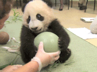 sdzoo:  Xiao Liwu and his ball. Watch the video from his 18th exam.  
