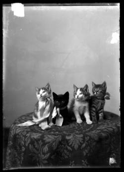 oldtimeycats:  Studio portrait of four kittens