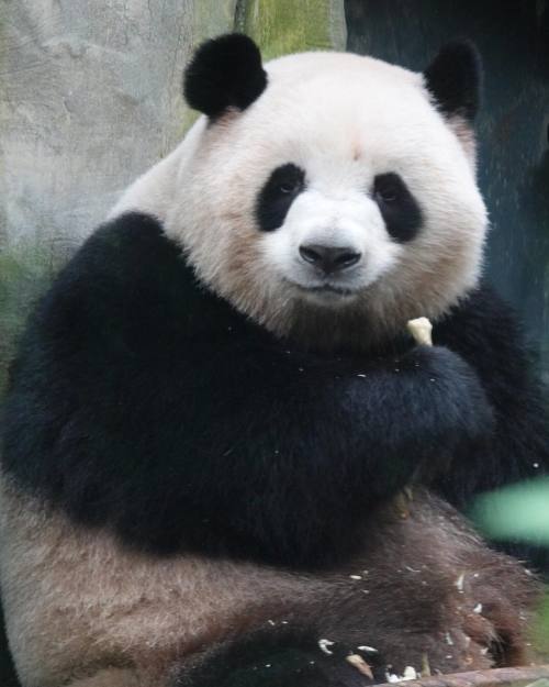 giantpandaphotos:© Happy Panda.