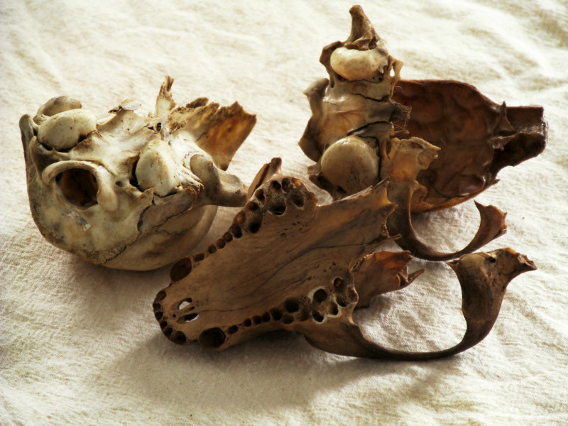 featherandmoss:  Raccoon skull bits (No. 289)