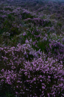 px-70:Heather green - Spiltal of glen Muick