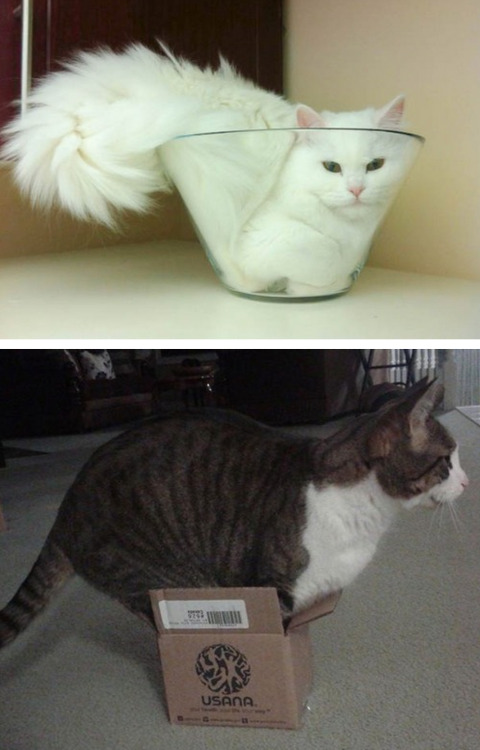 palmist: paigeabendroth: chauvinistsushi: tastefullyoffensive: If It Fits, I Sits [via]Previously: C