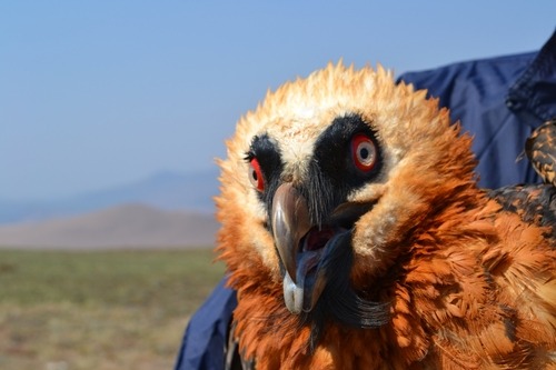 thegirlfrommexico:  thewarblerette:  mrthorinton:  clarabosswald:  so i saw this photo of a harpy eagleand i thought “woah what a noble beast” so i searched for more photos and i just  even the babiesi mean  this goes with almost all predator birds 