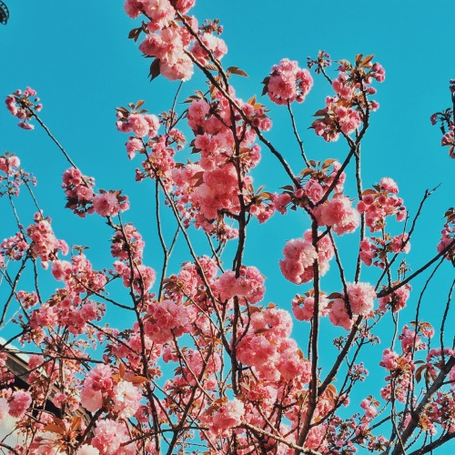 risarodil: My Japan trip summarized in photos. Camera used is iPhone6.