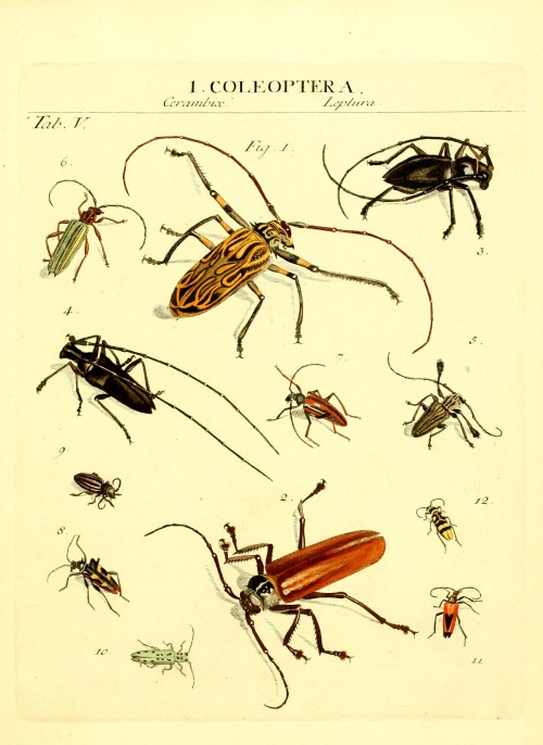 wapiti3:  The types of insects Linnaei and Fabrice icons, illustrated / by John James Roemer. on Flickr. Publication info Vitoduri Helvetorum :Prostat apud Henric. Steiner et Socios,MDCCLXXXIX [1789] BHL Collections: Smithsonian Libraries 