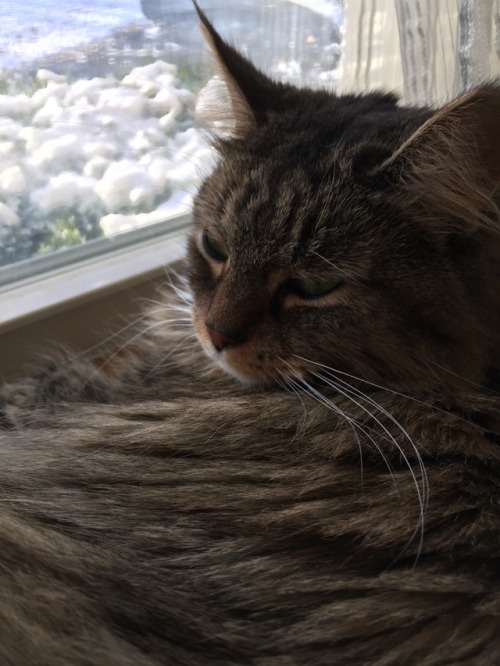 Piper was admiring the fresh snow through the window ❄️