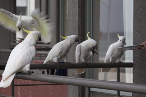 Cockatoos - Lorne, Victoria, Australia  © @mary-anneartsychick