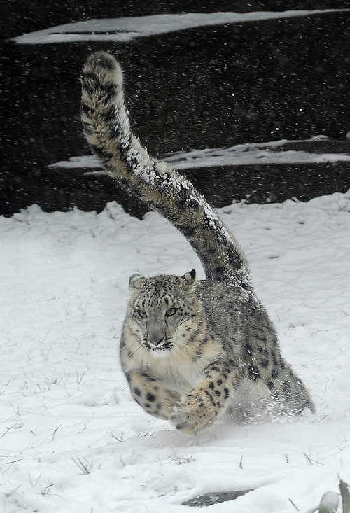 ec0system:  Big cat frolicking in the snow 