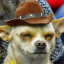iammoonpuppy