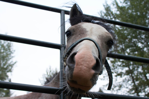 cute horse