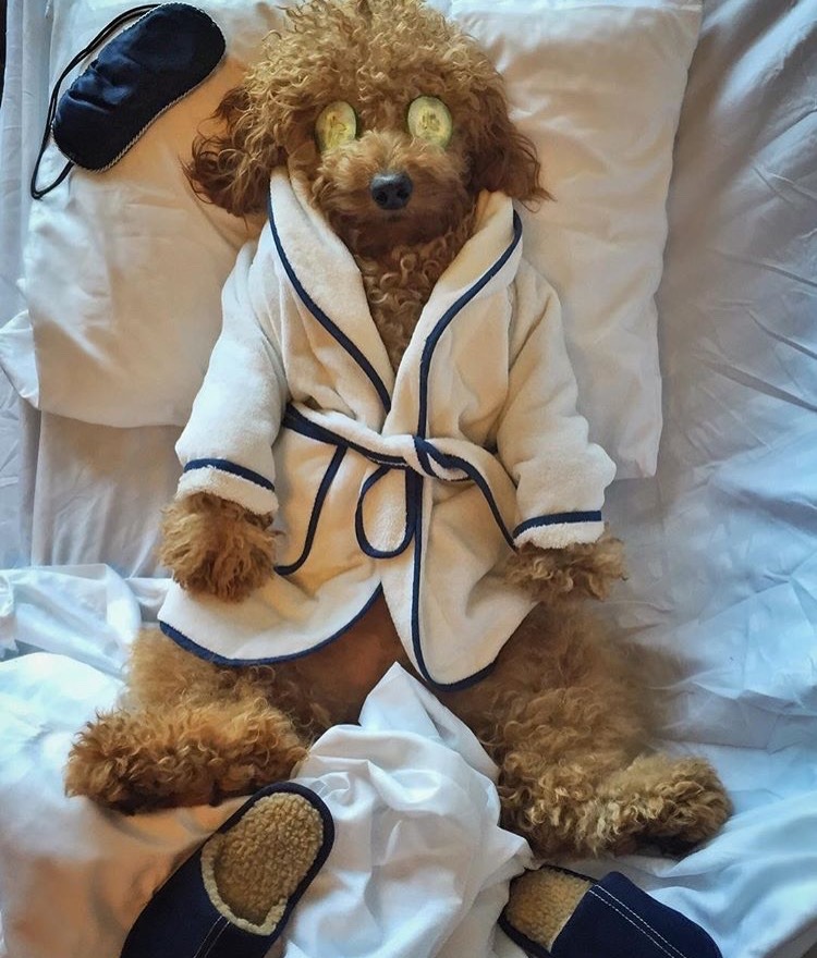thatgirlwhosails:  ladurees:  Omg this dog kills me  This dog is me 