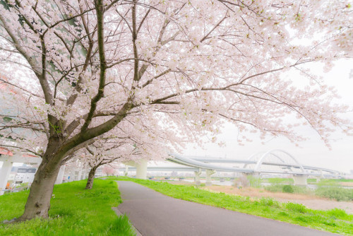 yorunosei: 桜, Sakura 2016