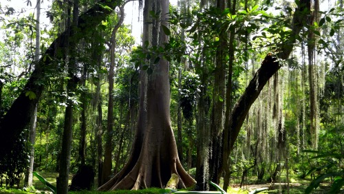 voleurdeliberte: parque gallineralSan GilColombia