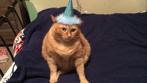 chubbycattumbling:It was my cat’s birthday. He was not amused.