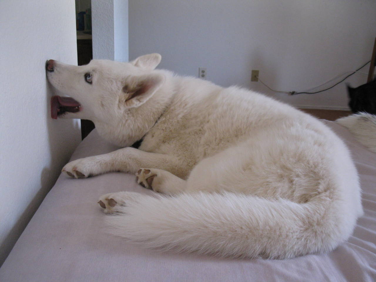 boringisdull:  6woofs:  emoplantblogger:  justanotherhighschoolgrad:  siberian huskies