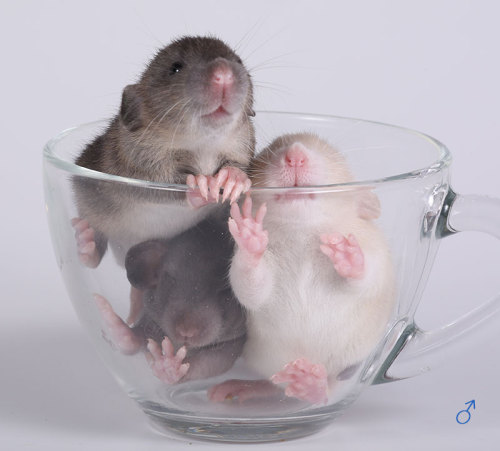 ratshavefeelingstoo:CUP HALF FULL. ;)