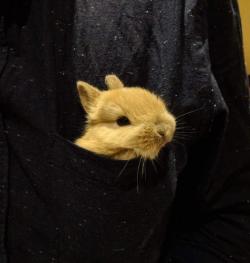 bunsxbunsxbuns:  A pocket-bun