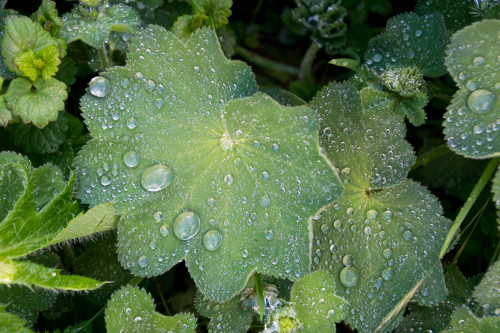 Alchemilla mollis, Dutch: vrouwenmantel.