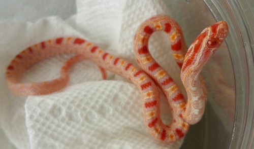mkmorphs:This little one one is a 2015 Male Extreme Reverse Okeetee corn snake. He was given to us f
