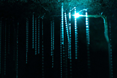 awkwardsituationist:  the waitomo caves of new zealand’s northern island, formed two million years ago from the surrounding limestone bedrock, are home to an endemic species of bioluminescent fungus gnat (arachnocampa luminosa, or glow worm fly) who