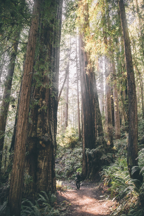 hannahkemp - The Redwoods//California February...