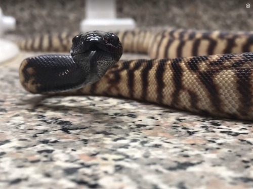 A new snake, Black Headed Woma