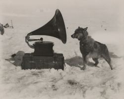 mickeystrips:  vintagehandsomemen:    During an expedition of the South Pole, a dog enjoys the gramophone, 1911.   how does one enjoy a gramophone 