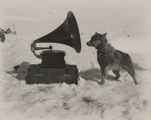 vintagehandsomemen:During an expedition of the South Pole, a dog enjoys the gramophone, 1911.