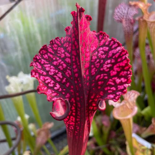 A spectacular Red Sarracenia Moorei with black veins! . . #sarracenia #sarraceniamoorei #moorei #sar