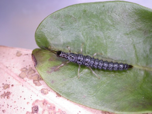 realmonstrosities:Some larvae and adults from the Osmylidae family.Osmylids are net-winged insects, 