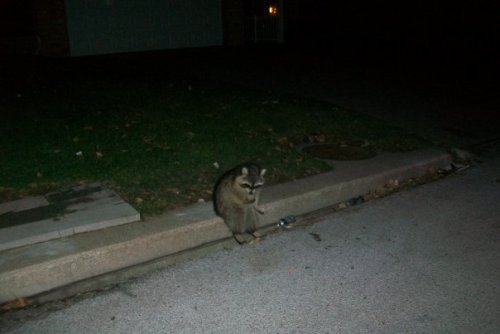 awwww-cute:  The raccoons in my neighborhood don’t care anymore; They just sit down on the curb 