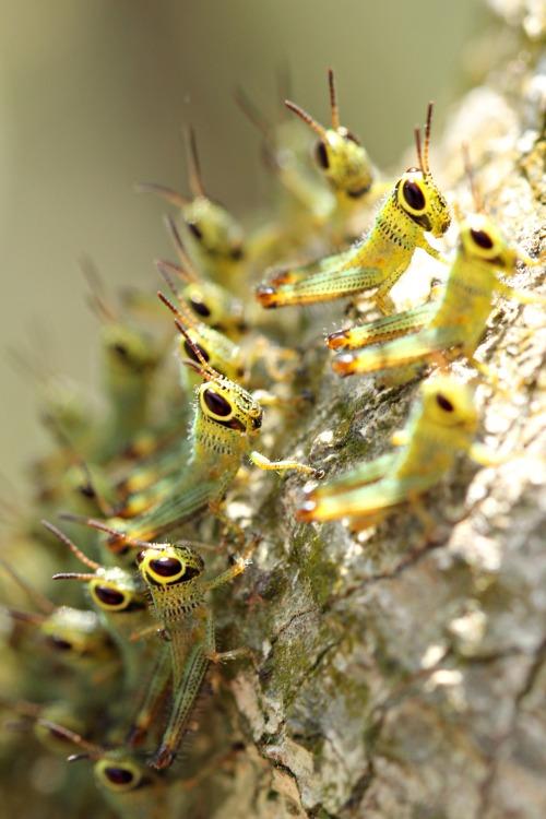 roachpatrol: theanimalblog:Baby Hoppers | by: elrizBABIES. BABIES. OH MY GOD BABY GRASSHOPPERS. 