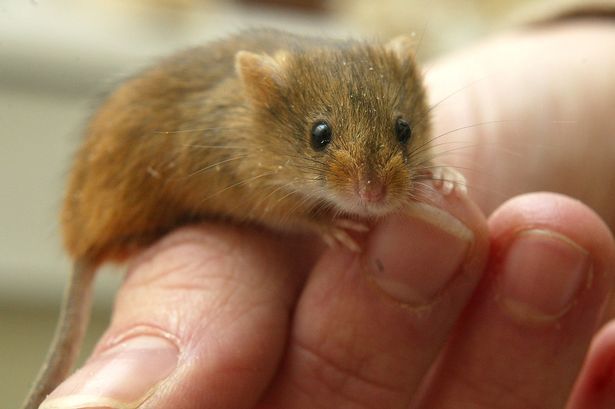  this is a harvest mouse appreciation post 