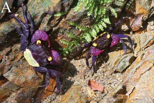 unicornempire:naamahdarling:end0skeletal:Geosesarma dennerle, or the purple vampire crab, is a speci