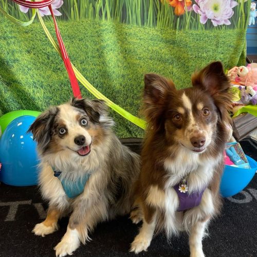A little pre Easter adventure to a local pet store. #miniaussies #twobostons (at Two Bostons - Wheat
