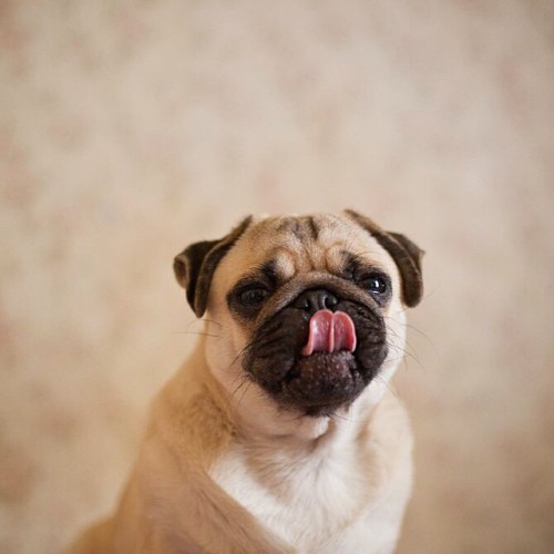 ihugpugs:  Dog Lover Shirts: http://bit.ly/1sIvs6I