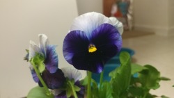 Some beautiful pansies I found at Home Depot.