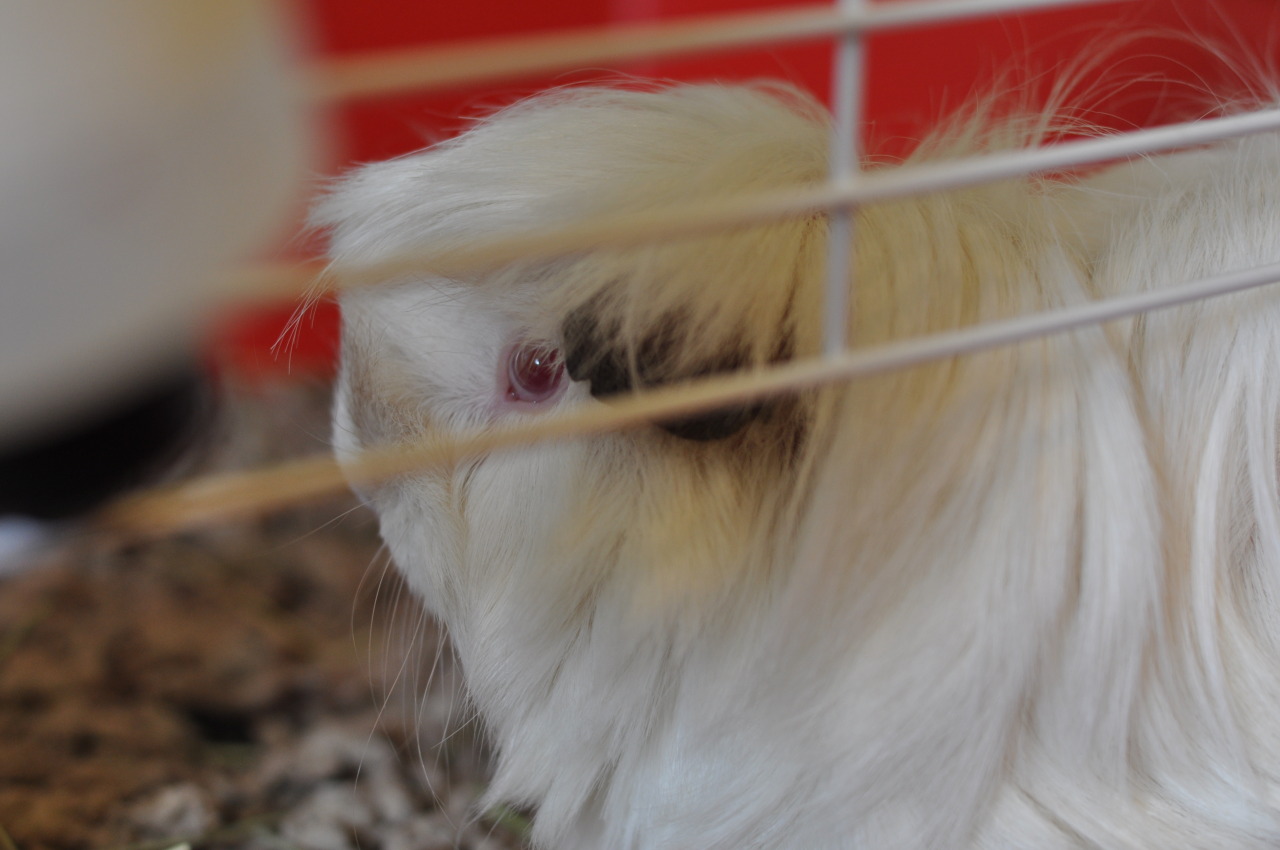 cavansite:
“thepetclub here is the sheep pig
”
Baaaaah!!! #whenguineapigslooklikesheep