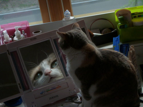 unimpressedcats:i turned around to my desk and saw this glory in my magnifying mirror