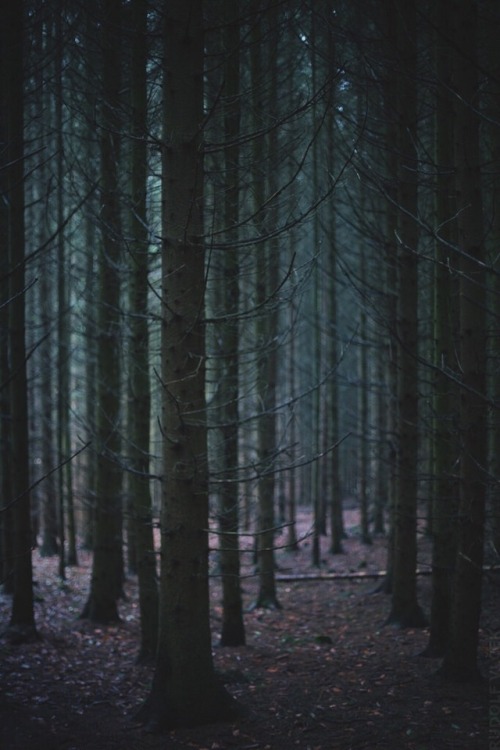 rudolfvlcek:Dark Forest