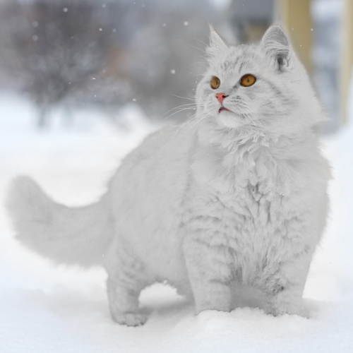totallytransparent: Semi Transparent Cat (fur matches colour of your blog)Made by Totally Transparen