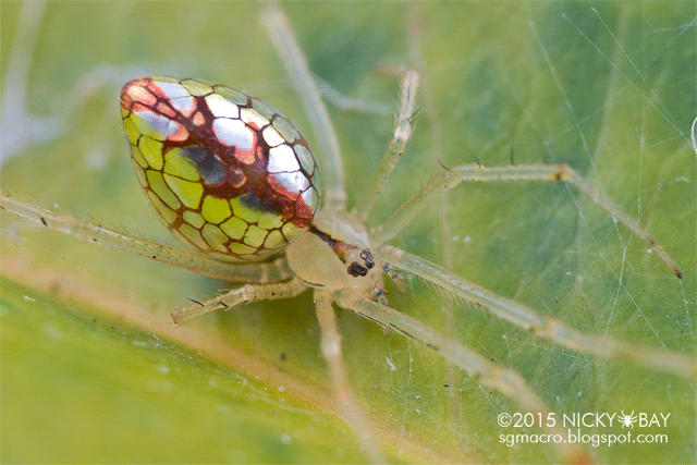 itscolossal:  Photographer Nicky Bay Documents Mirror Spiders Adjusting their Silver