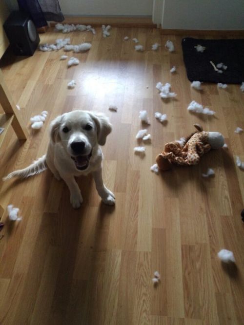 cute-overload:  I swear it wasn’t me! The giraffe just exploded!http://cute-overload.tumblr.com